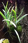 Cattleya (Laelia)lundii