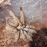 Cyriopagopus sp hati hati 
Adult male 
For sale