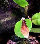 Restrepia brachypus