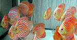 IMG 5218