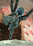 Avicularia geroldi ♀  ♂
