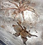  Chilobrachys huahini