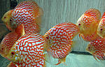 IMG 5217