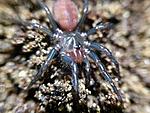 Macrothele gigas (4 L)