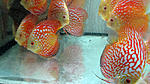 IMG 5211