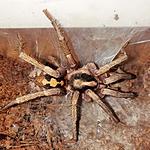 Hapalopus sp. Columbia gross (adult)