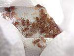  2  Ceratogyrus darlingi