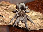 Grammostola pulchra (12 L) ♀