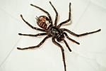 Poecilotheria ornata    70%  .
