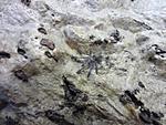 Ceratogyrus darlingi ( chapni)