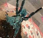 Avicularia geroldi ♀  ♂