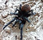 Brachypelma vagans (adult) ♀