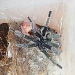 Thrixopelma ockerti  
Adult male 
For sale