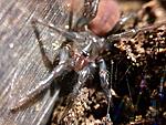 Macrothele gigas (4 L)