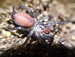 Macrothele gigas (4 L)
