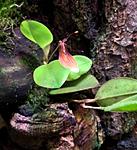 Restrepia brachypus