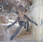 Chilobrachys sp. Prachuap khiri khan ♀