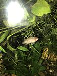 scarlet badis dario dario