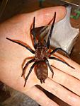 Linothele fallax (adult) ♀