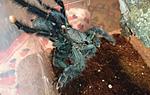 Avicularia geroldi ♀  ♂