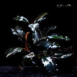 Bucephalandra sp. Blue Metalik.