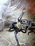Cyriopagopus lividus (ex Haplopelma lividum) (Smith, 1996) ♀  ♂
