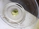 Anubias Snow White,    