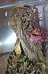 Poecilotheria bara (8 L) ♂
