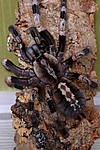 Poecilotheria miranda Adult