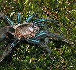 Chilobrachys jonitriantisvansicklei (Nanayakkara, Sumanapala & Kirk, 2019) ♀