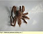 Chilobrachys jonitriantisvansicklei (Nanayakkara, Sumanapala & Kirk, 2019) ♂