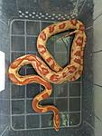  Amel het Caramel,Motley