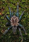 Chilobrachys jonitriantisvansicklei (Nanayakkara, Sumanapala & Kirk, 2019) ♀