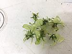 Anubias 'Snow White'