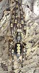 Poecilotheria subfusca (Pocock, 1895) ♀