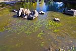 Riv river, Brayiliv