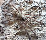 Poecilotheria miranda (adult) ♂