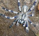 Poecilotheria miranda (9 L) ♀