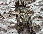 Poecilotheria subfusca (Pocock, 1895) ♀