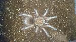 Pamphobeteus sp. Machala (7 L) ♂