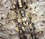 Poecilotheria subfusca (Pocock, 1895) ♀