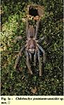 Chilobrachys jonitriantisvansicklei (Nanayakkara, Sumanapala & Kirk, 2019) ♀