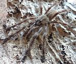Poecilotheria miranda (adult) ♂