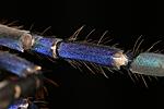 Ornithoctoninae sp. "Phan Cay"