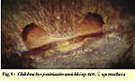 Chilobrachys jonitriantisvansicklei (Nanayakkara, Sumanapala & Kirk, 2019) ♀
