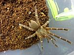 Phlogiellus obscurus (ex Selenocosmia obscurra) ♀