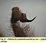 Chilobrachys jonitriantisvansicklei (Nanayakkara, Sumanapala & Kirk, 2019) ♂