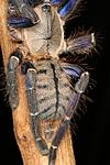 Ornithoctoninae sp. "Phan Cay"