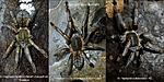 Cyriopagopus albostriatum (ex Haplopelma albostriatum) (Simon, 1886).
