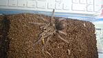 Pamphobeteus sp. Hexa (7 L) ♂